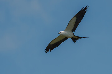 Swallow-tailed Kite in flight