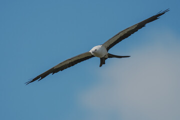 Swallow-tailed Kite in flight
