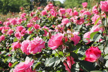 日本　埼玉のバラ