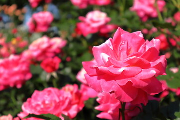 日本　埼玉のバラ