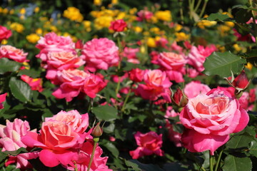 日本　埼玉のバラ