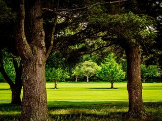 Naklejka premium trees in the park