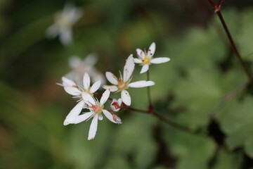 ミヤマダイモンジソウ1