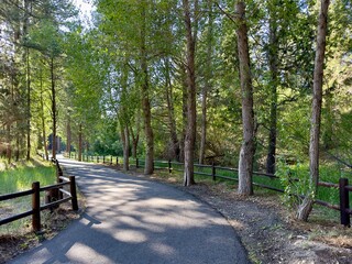 Sinuous, shady pine forest path invites walking and biking, weaving through serene, needle-covered trails under a canopy of green.