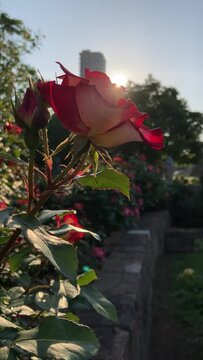 Early morning atmosphere of the rose garden