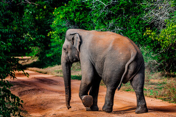 Asian elephant