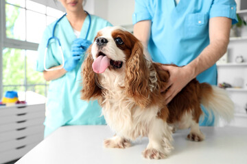 Veterinarians with cute dog on table in clinic, closeup