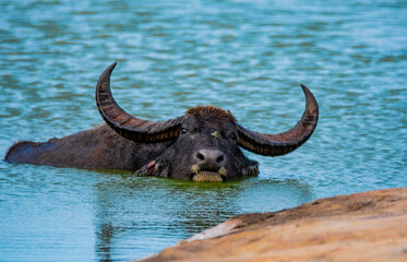 buffalo in the water