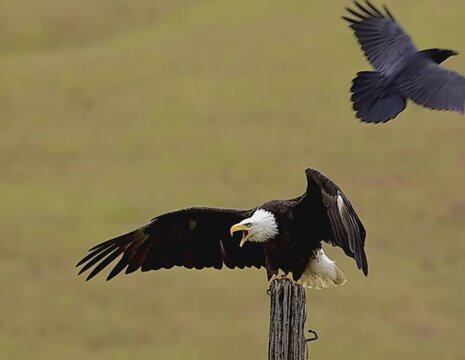 Raven harasses Bald Eagle