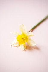 Obraz premium Single Daffodil flower.