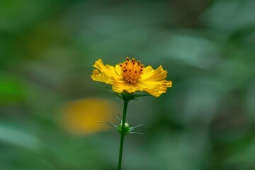 Vibrant yellow flower in nature