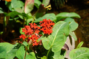 Desert Flower Closeup