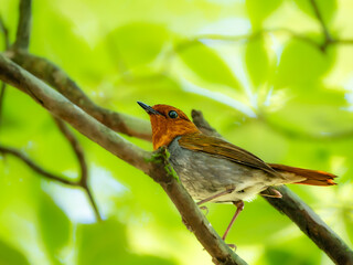 森の中で静かに枝に留まっているコマドリの雄