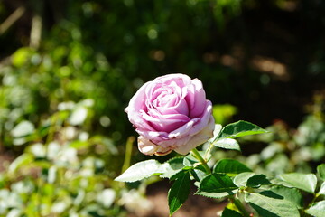 Desert Flower Closeup