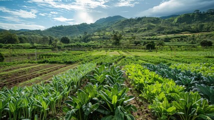 Fototapeta premium Diverse Crops Grown in a Traditional Vegetables Farm