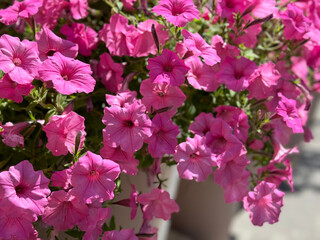 Pink petunia flowers beautiful ornamental plant
