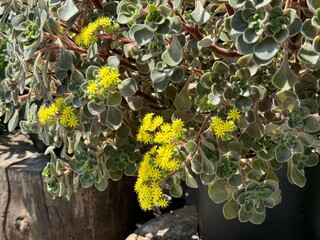 Succulent plant Aichryson Laxum Tree of love Mice Ears Zhila yellow blossom