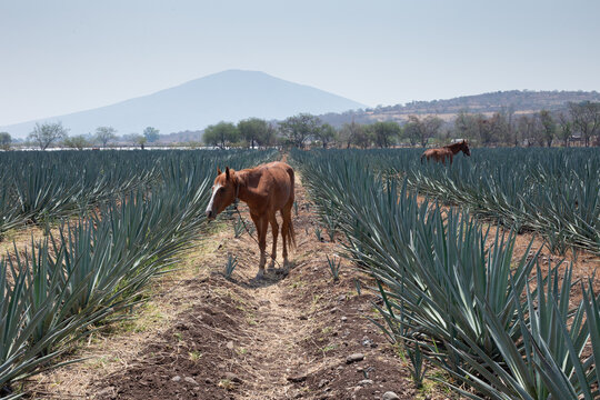 Caballo entre magueyes de agave