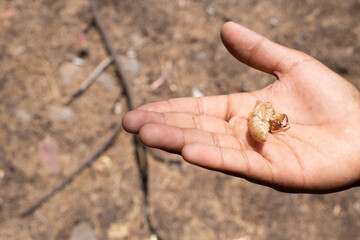 Insecto chiicharra mudando piel, secas