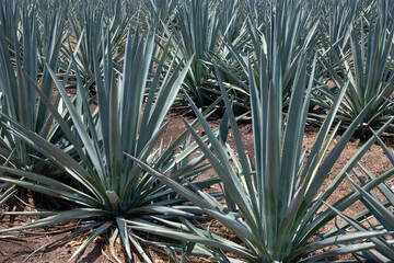Maguey de agave