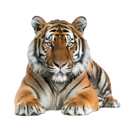 Obraz premium A tiger is laying down on a white background