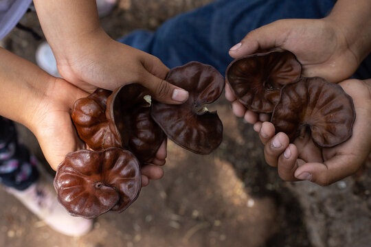 Semillas de &Aacute;rbol de Guanacaste en manos de ni&ntilde;os de campo