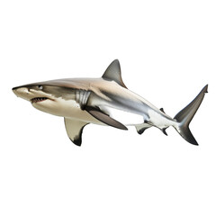 Fototapeta premium A large shark is swimming in the ocean