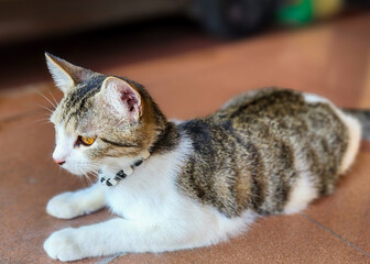 Gray cat sitting on the house terrace. Pet ownership, pet friendship concept. Pet portrait.