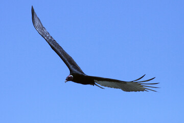Um gigante urubu-cabeça-vermelha visitando a praia de Cordeirinho - Maricá - RJ