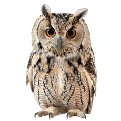 Naklejka premium A large owl with yellow eyes is staring at the camera