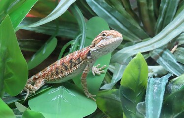 Baby of bearded dragon on green leaves background