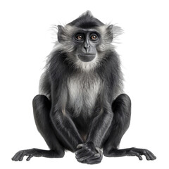 Naklejka premium A monkey is sitting on a white background