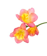 Scented flowers of pink orange red Freesia, genus Anomatheca, on white background