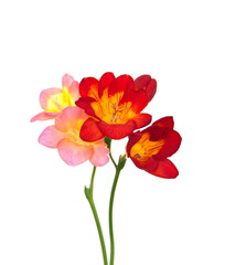 Scented flowers of peach orange red Freesia, genus Anomatheca, on white background