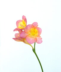 Scented flowers of pink  orange red Freesia, genus Anomatheca, on white background