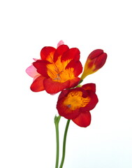 Scented flowers of peach orange red Freesia, genus Anomatheca, on white background