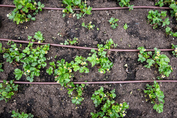 Freshly planted strawberry plants in bloom in a raised garden bed with an irrigation system of red hoses, spring planting

