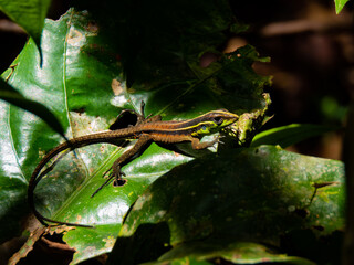 Obraz premium lizard on a leaf