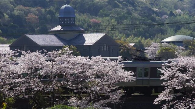 桜咲く安土を走る223系普通列車 （東海道本線 安土 - 能登川, 2024年4月）