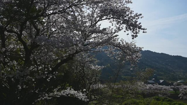 桜咲く安土を走る223系普通列車 （東海道本線 安土 - 能登川, 2024年4月）