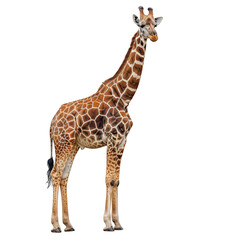 Fototapeta premium A giraffe standing on a white background