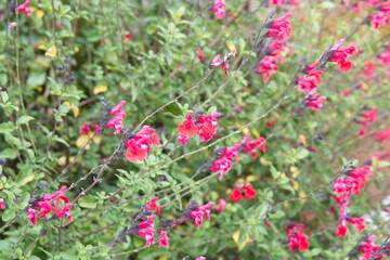 Baby sage, Graham's sage,  blackcurrant sage, Red autumn sage, Salvia microphylla 