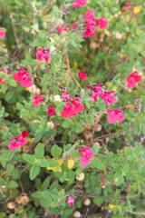 Baby sage, Graham's sage,  blackcurrant sage, Red autumn sage, Salvia microphylla 