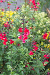 Obraz premium Baby sage, Graham's sage, blackcurrant sage, Red autumn sage, Salvia microphylla 