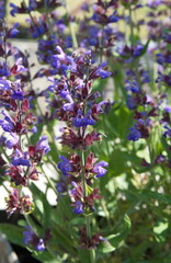 Blossom of salvia officinalis (sage, also called garden sage, common sage) 