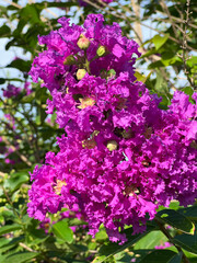 beautiful crape myrtle flowers in the garden