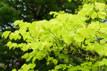 The vibrant lime green leaves color of Eastern Redbud High Country Gold tree on a sunny day