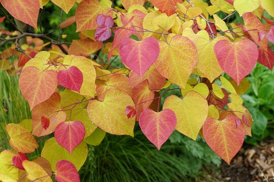 The vibrant red, yellow and orange leaves color of American Redbud Flame Thrower tree