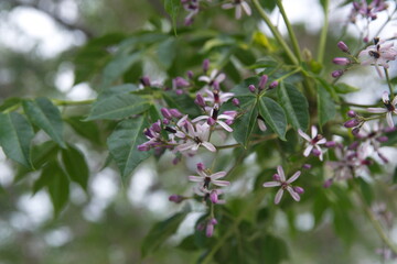 Blossom of Melia azedarach, ornamental decorative tree, commonly known as the chinaberry tree, Pride of India, bead-tree, Cape lilac, syringa berrytree, Persian lilac, Indian lilac