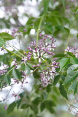 Blossom of Melia azedarach, ornamental decorative tree, commonly known as the chinaberry tree, Pride of India, bead-tree, Cape lilac, syringa berrytree, Persian lilac, Indian lilac